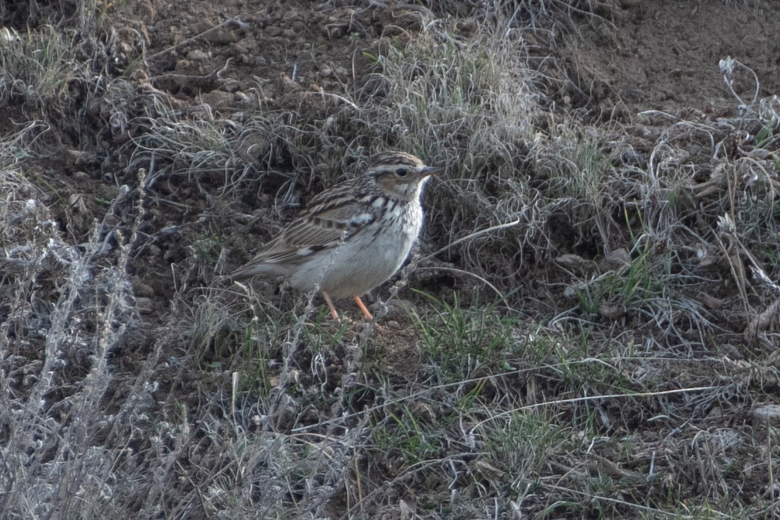 Wood Lark - Grigory Evtukh