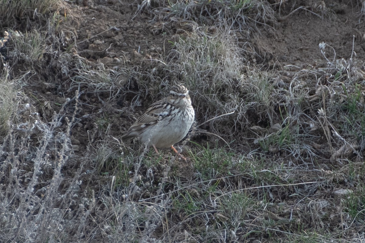 Wood Lark - ML614493417