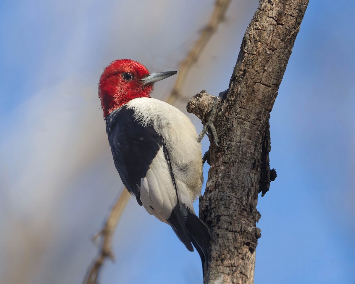 Pic à tête rouge - ML614493421