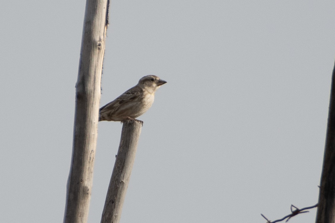 Rock Sparrow - Grigory Evtukh