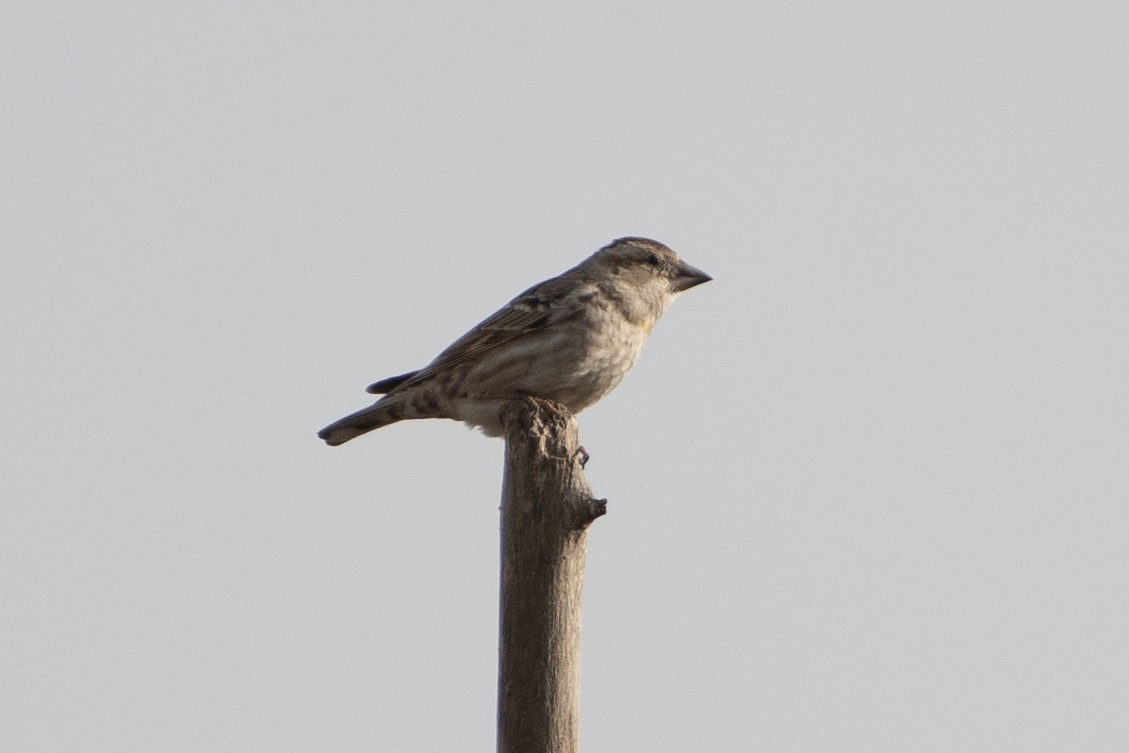 Rock Sparrow - ML614493424