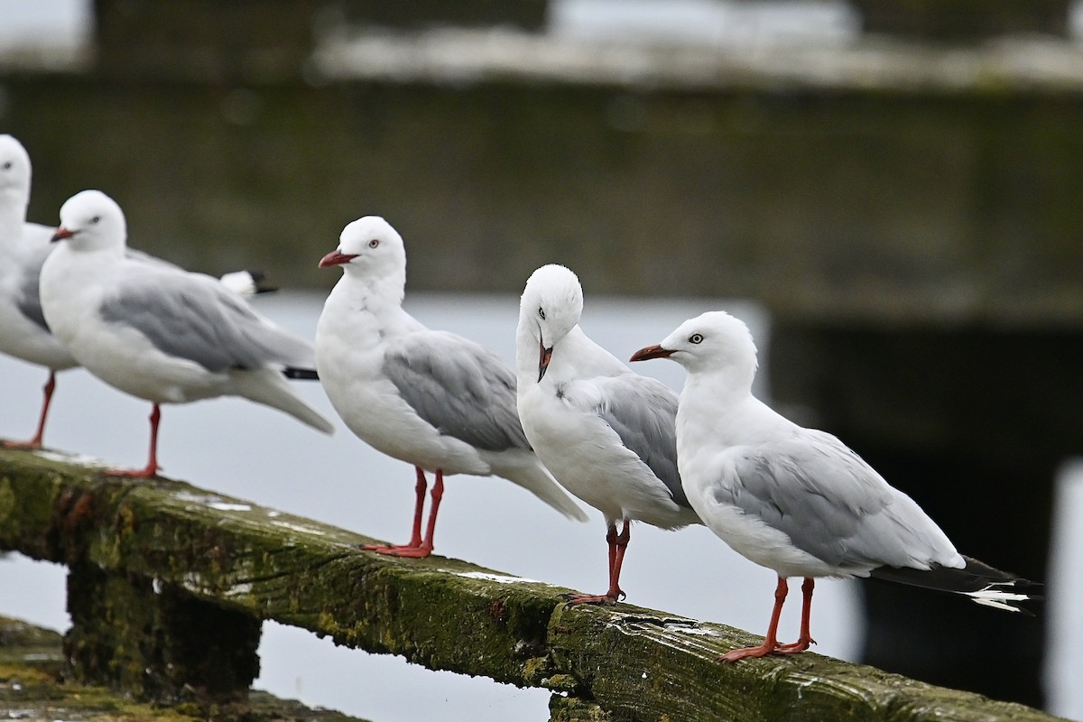 Silver Gull - ML614493614