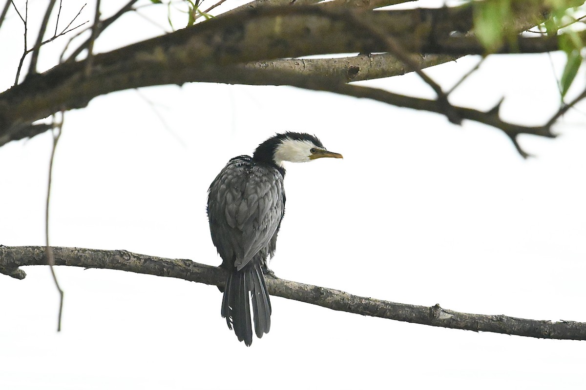 Little Pied Cormorant - Dong Qiu