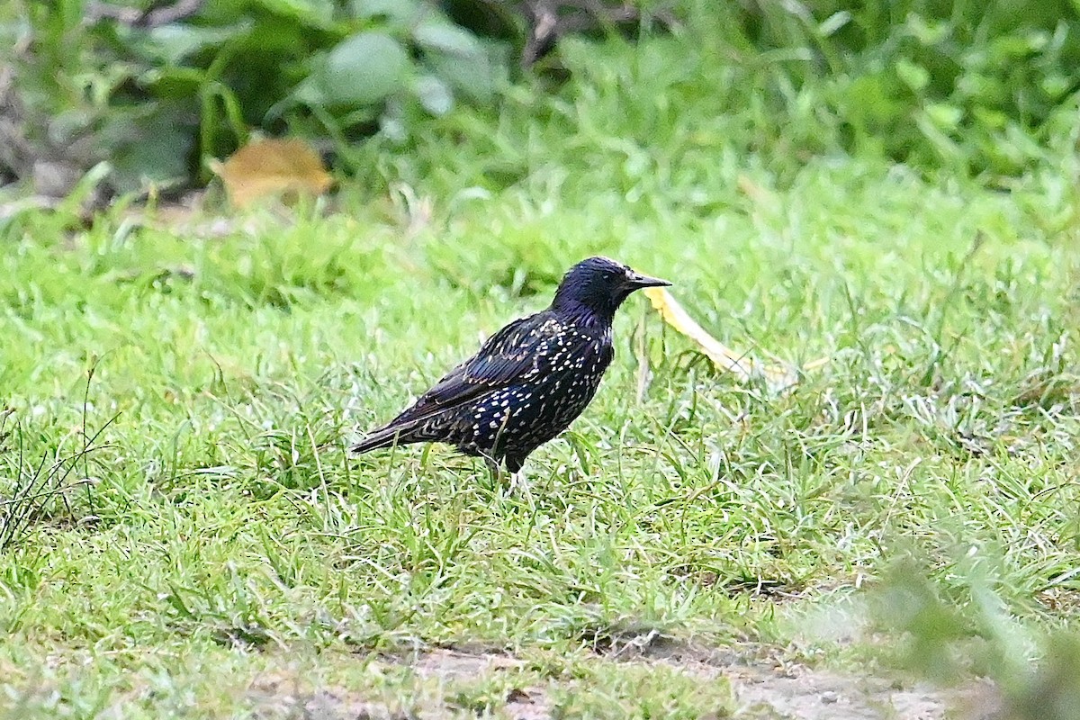 European Starling - ML614493627