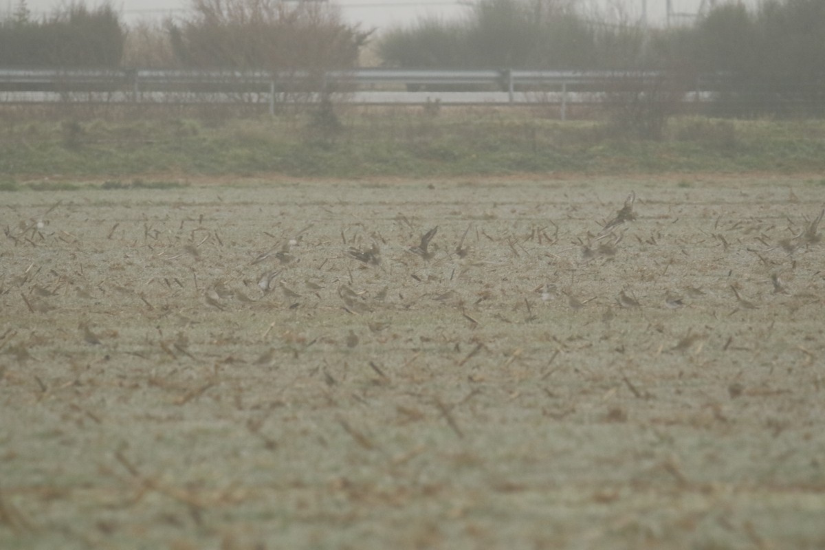 European Golden-Plover - ML614493628