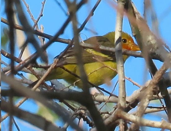 Western Tanager - Mary Beth Stowe