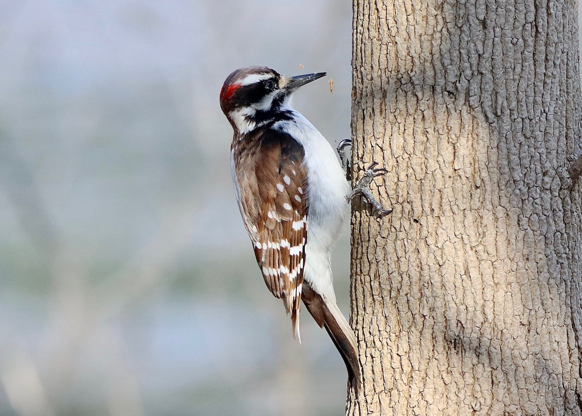 Hairy Woodpecker - Stephen Taylor