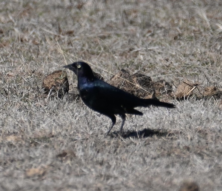 Common Grackle - ML614493888