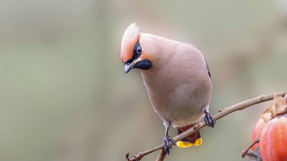 Bohemian Waxwing - ML614493915