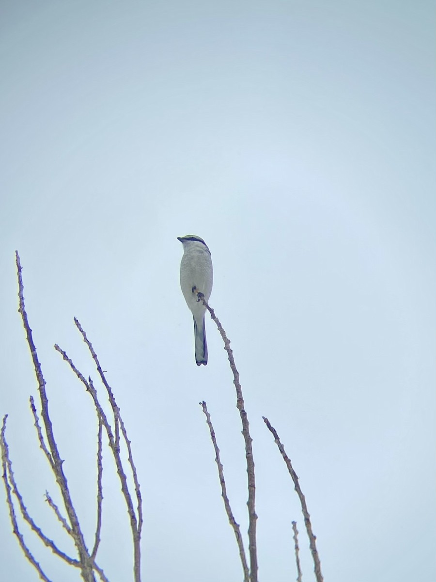 Northern Shrike - ML614493923