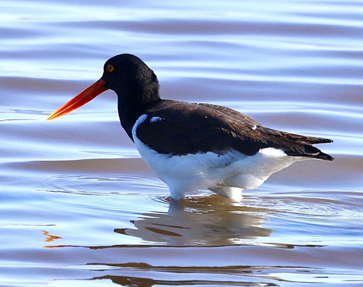 American Oystercatcher - Dean Silvers