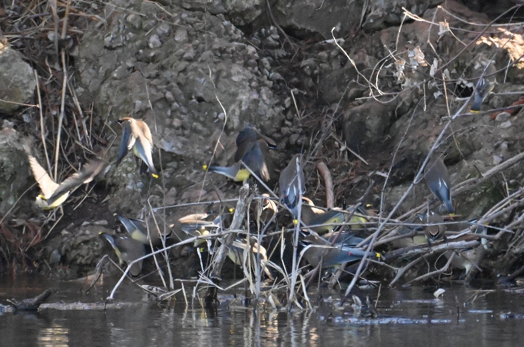 Cedar Waxwing - ML614493954