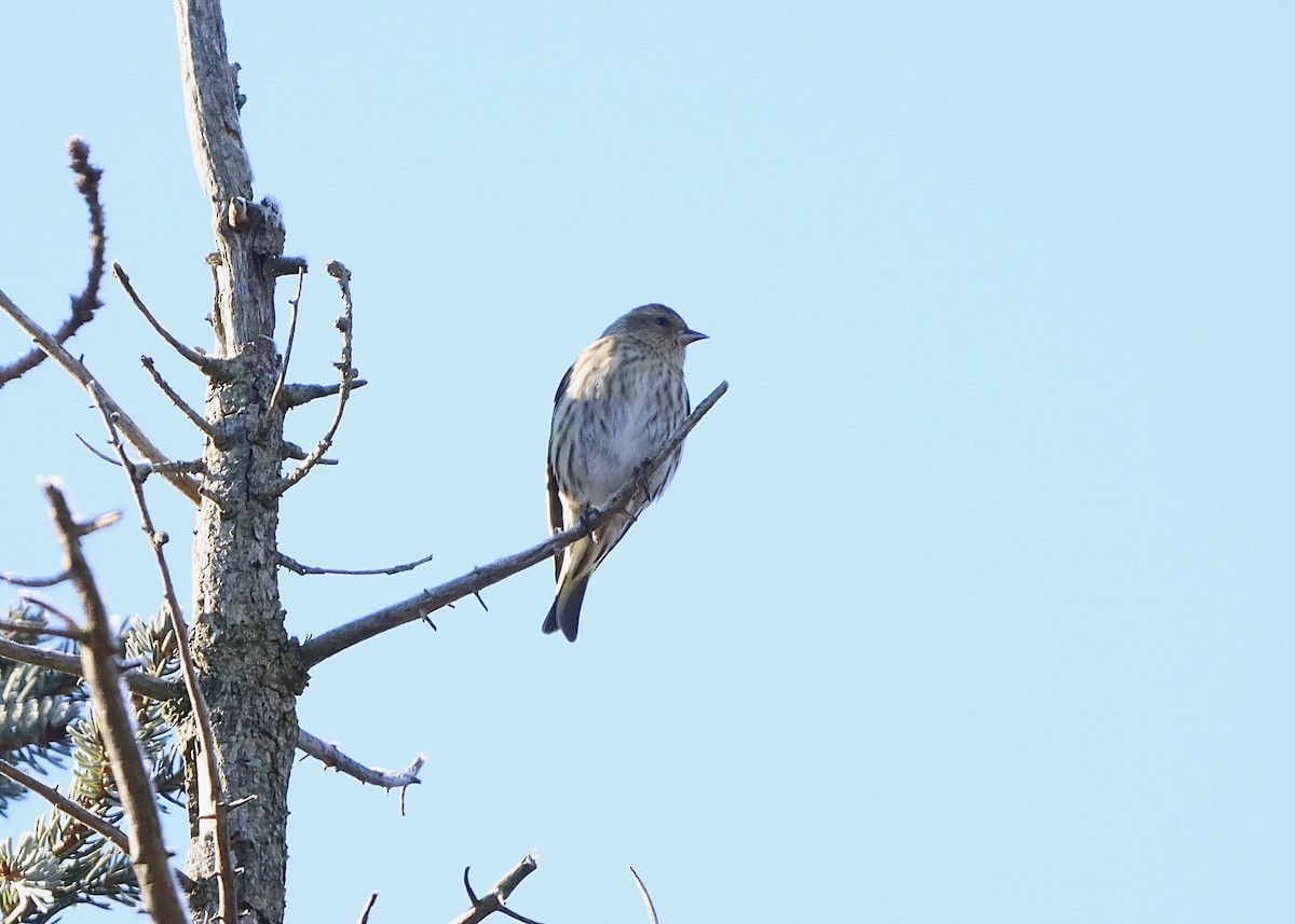 Pine Siskin - Stephen Taylor