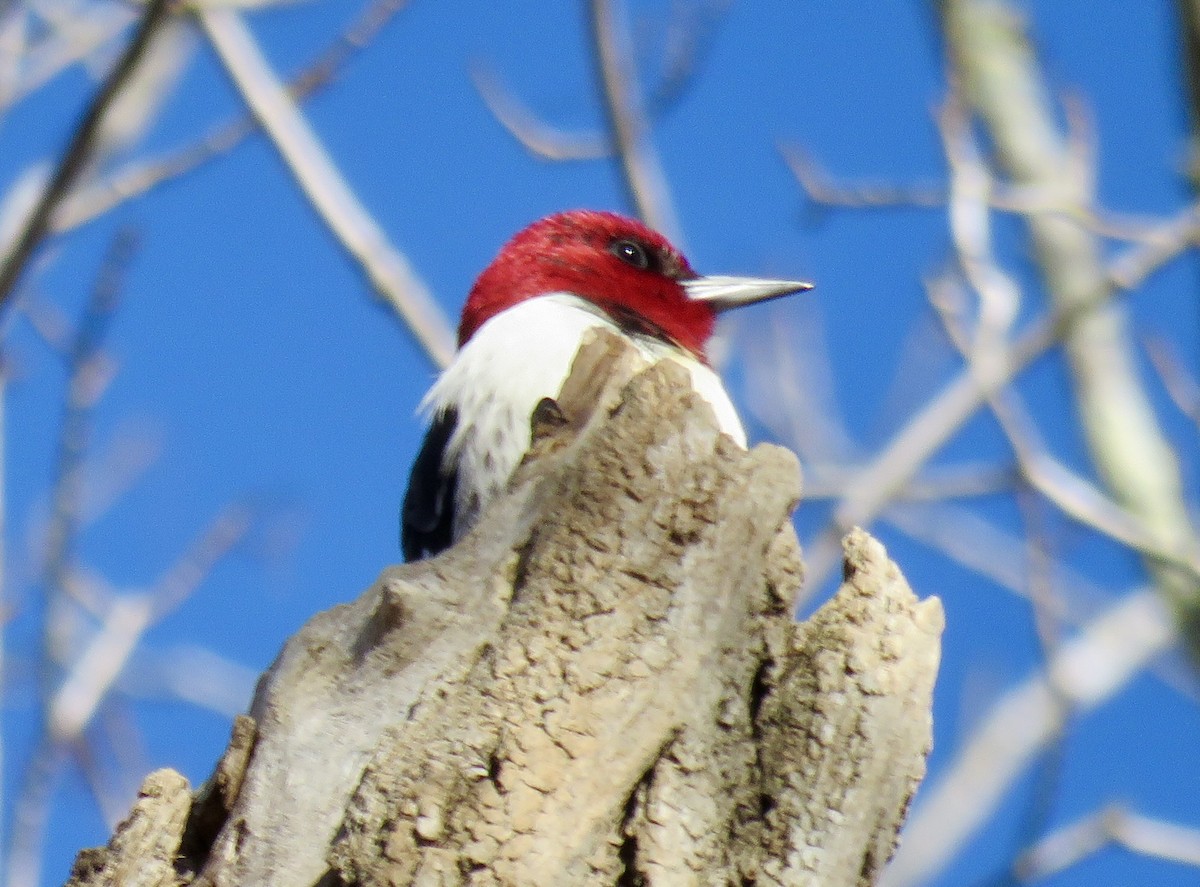 Red-headed Woodpecker - Michael Good