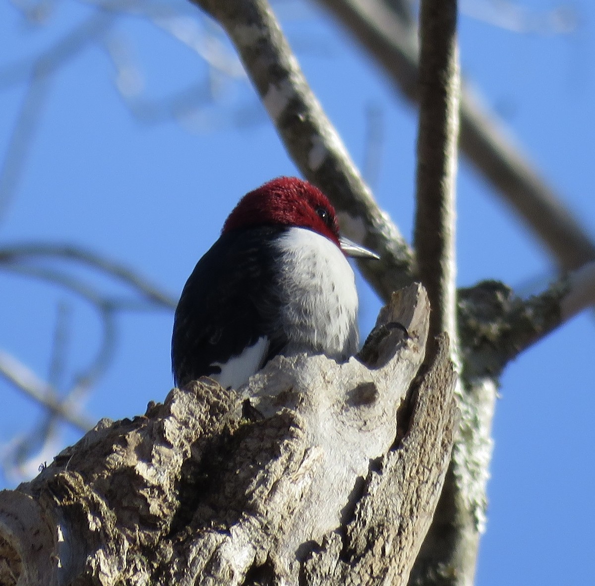 Red-headed Woodpecker - Michael Good