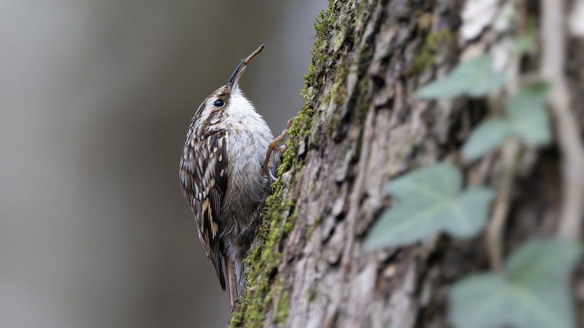 Short-toed Treecreeper - ML614494020