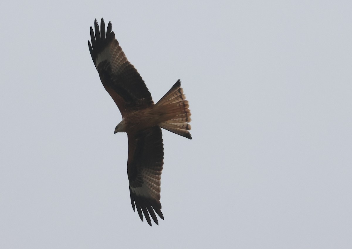 Red Kite - ML614494046