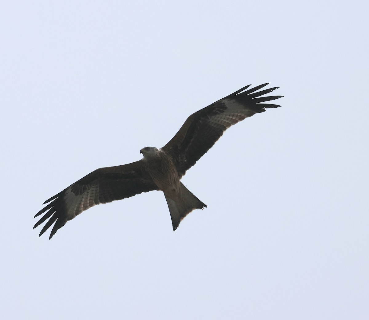 Red Kite - ML614494048