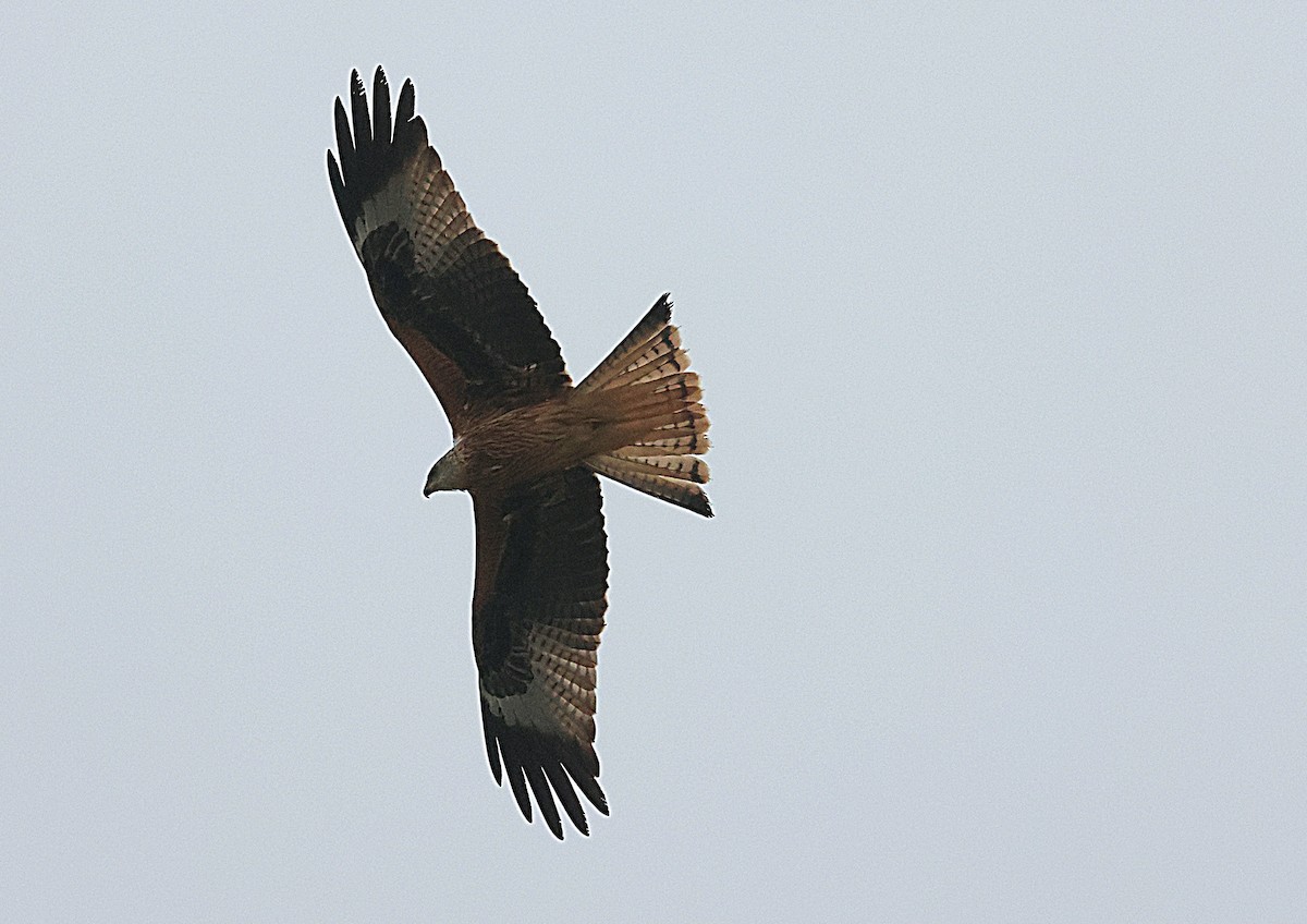Red Kite - ML614494049