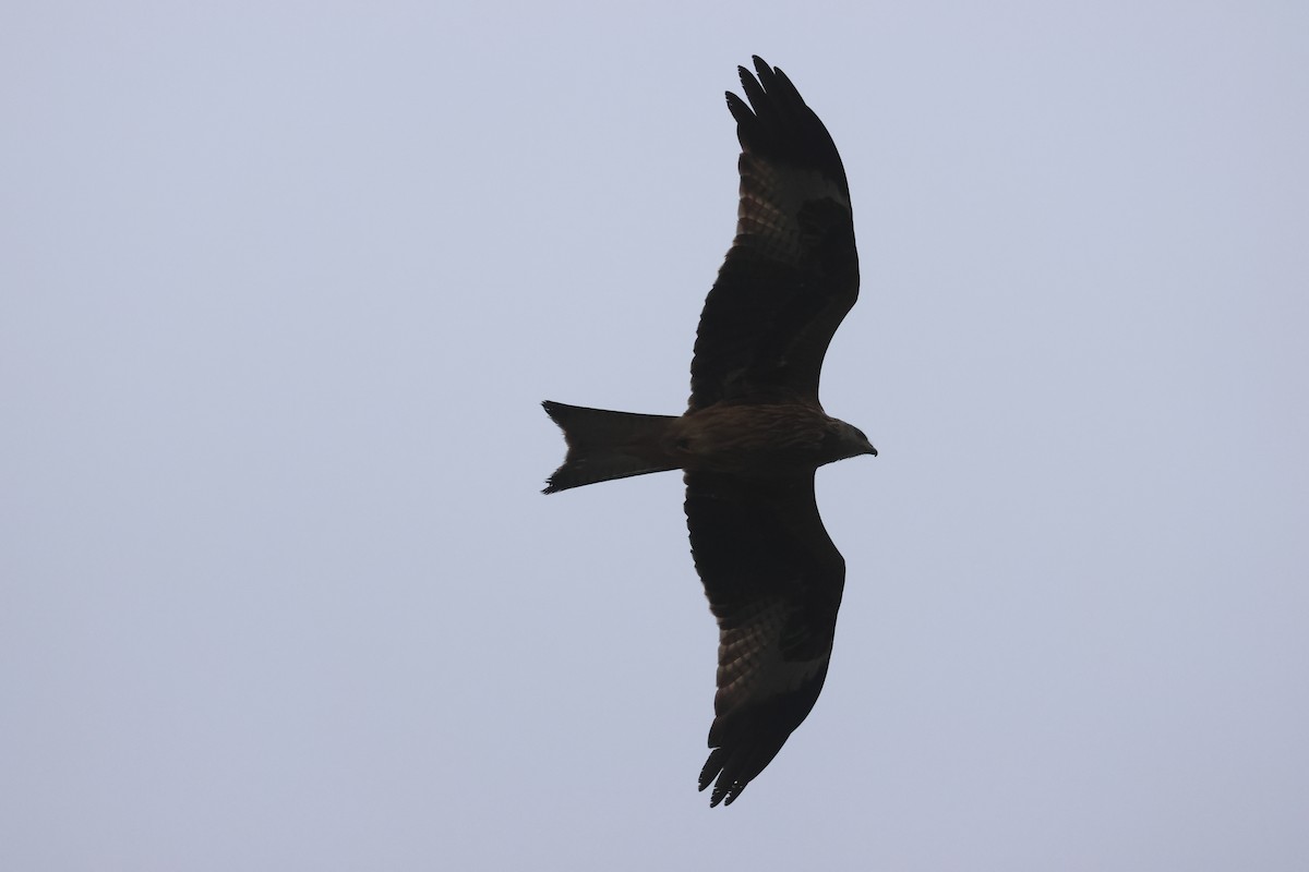 Red Kite - ML614494051