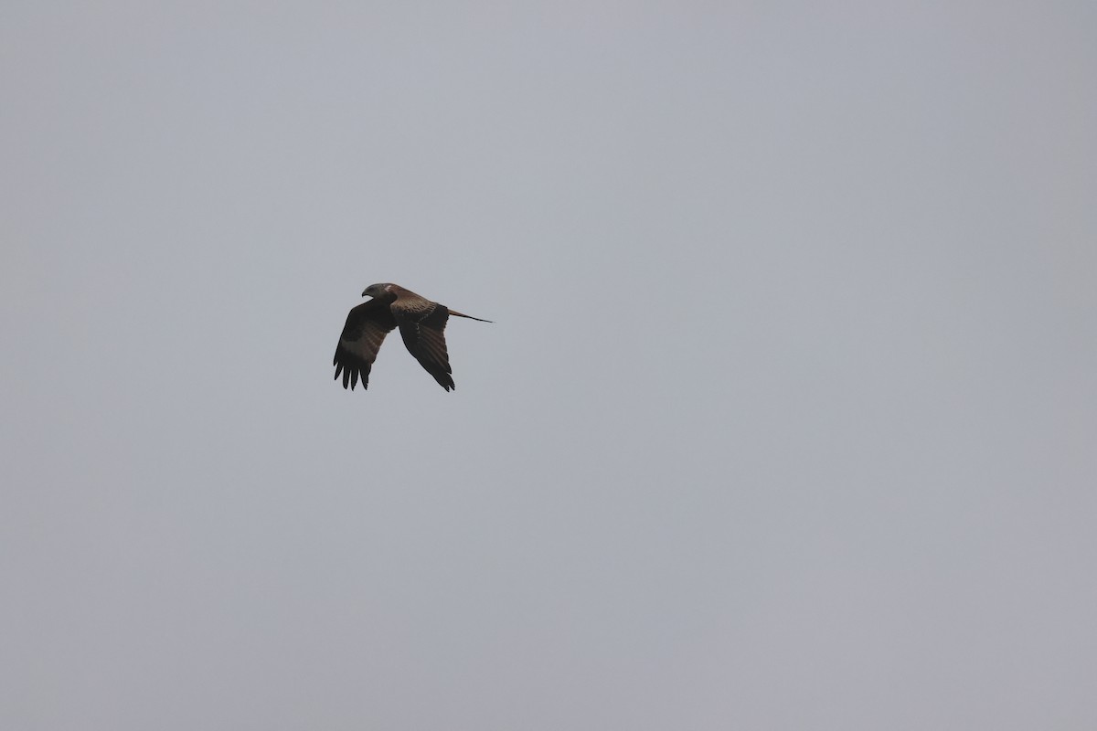 Red Kite - ML614494052