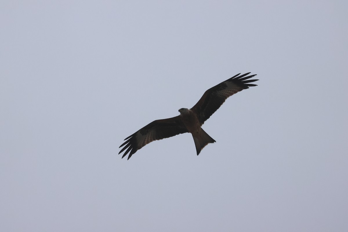 Red Kite - ML614494053