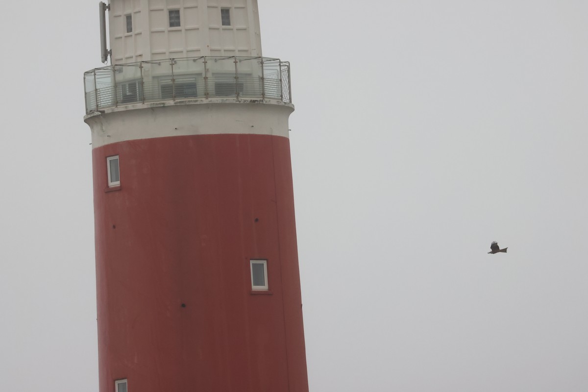 Red Kite - ML614494054