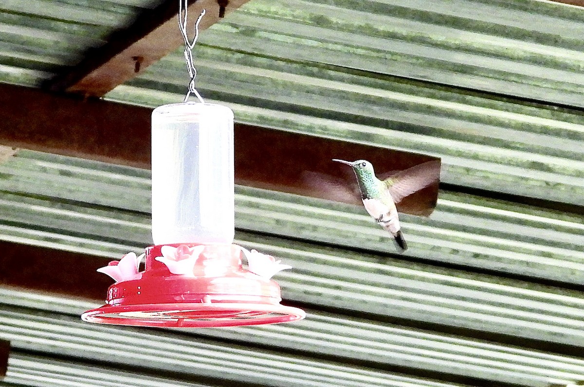Snowy-bellied Hummingbird - ML614494130