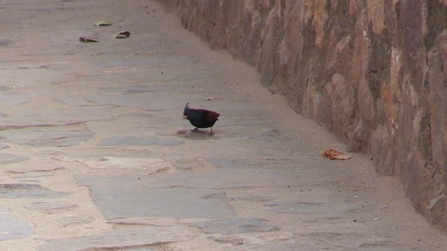 Crested Bunting - ML614494143