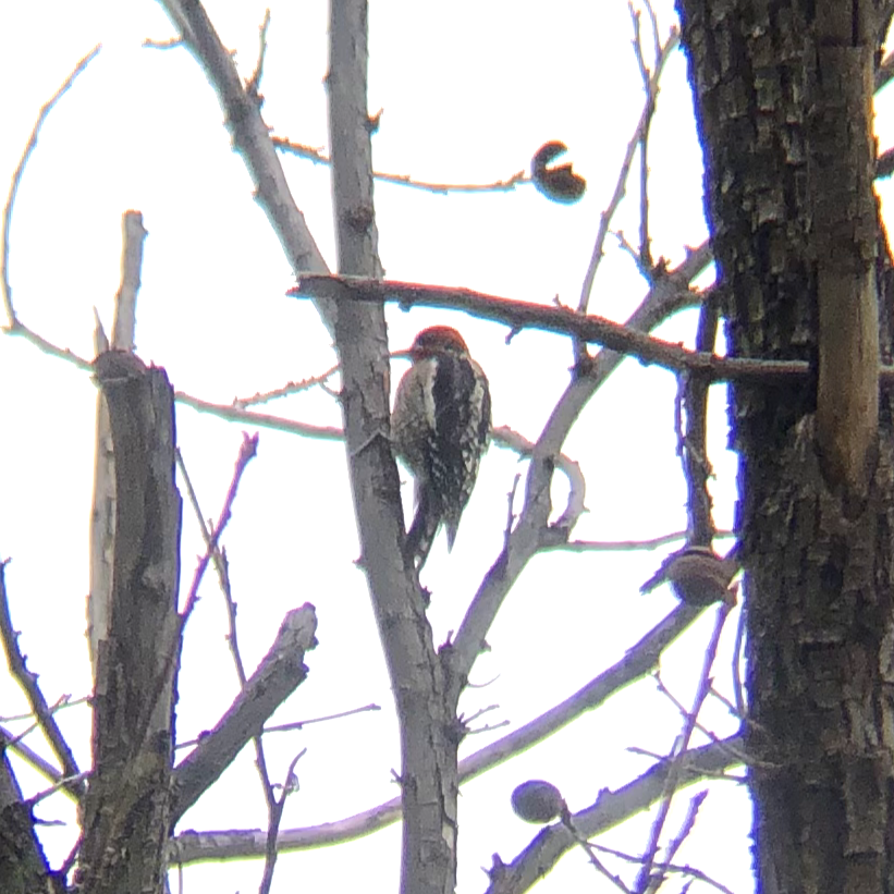 Red-breasted Sapsucker - Nate Peterson