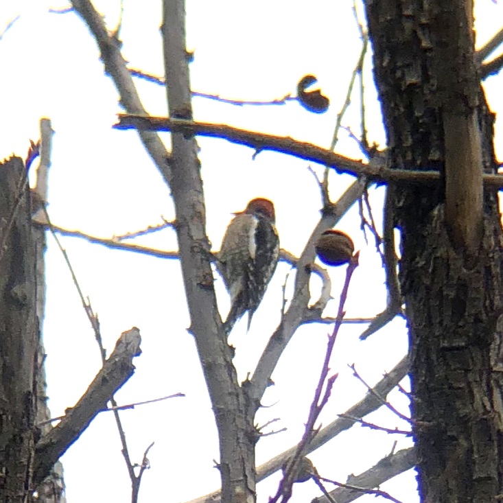 Red-breasted Sapsucker - ML614494146