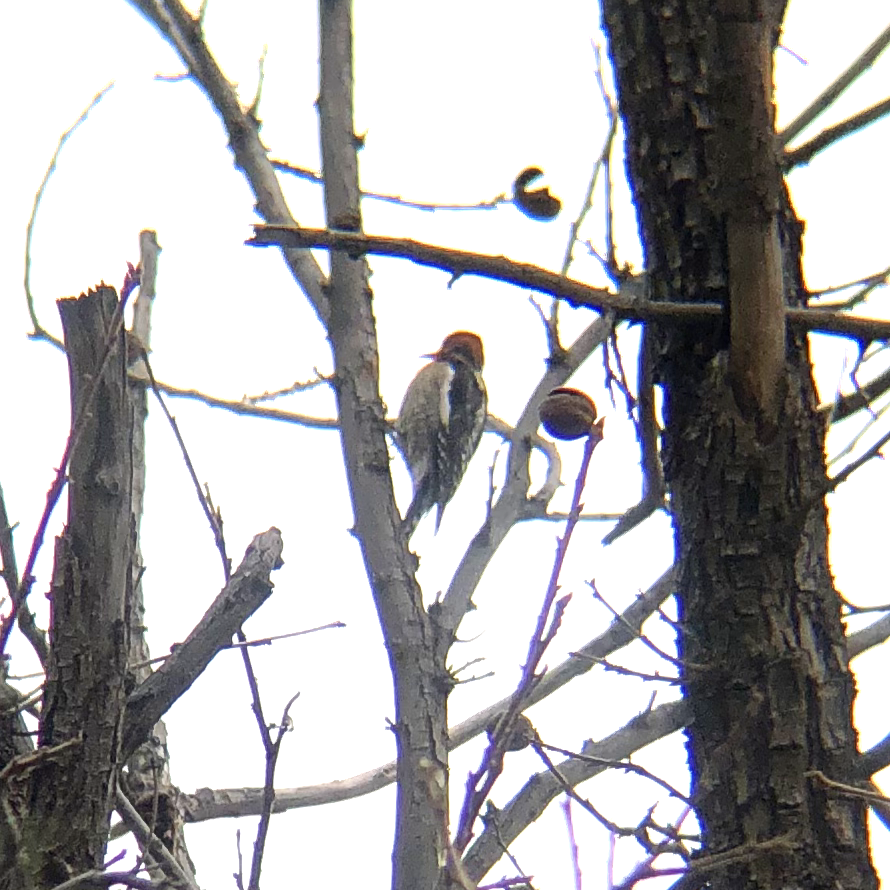 Red-breasted Sapsucker - ML614494148