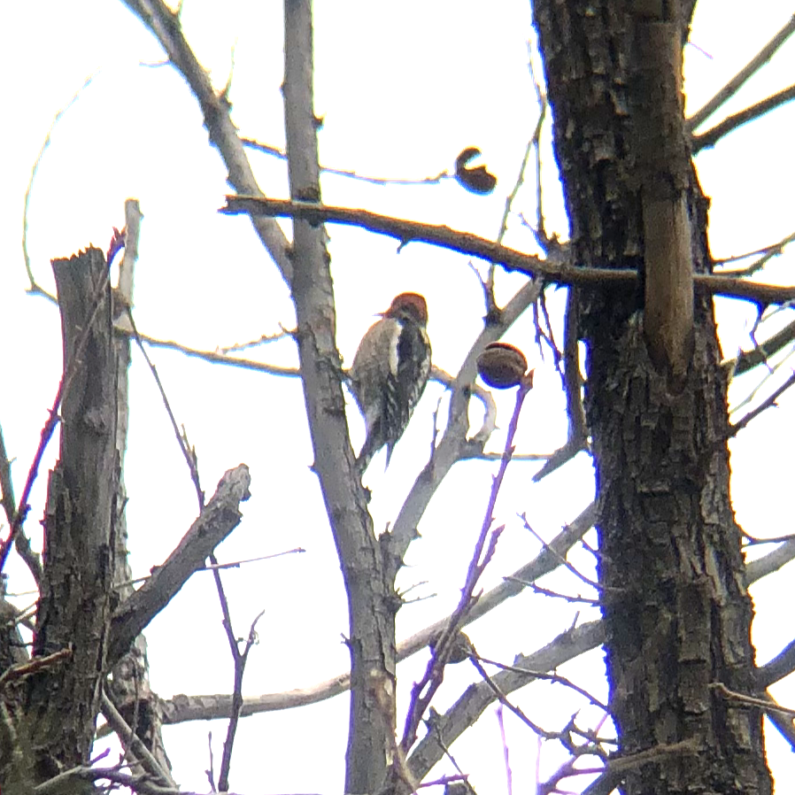 Red-breasted Sapsucker - ML614494151