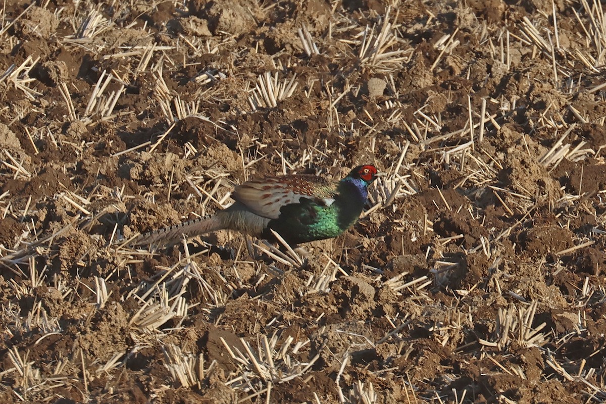 Green Pheasant - ML614494169