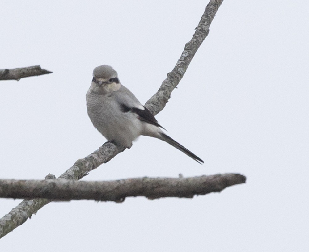 Northern Shrike - ML614494215