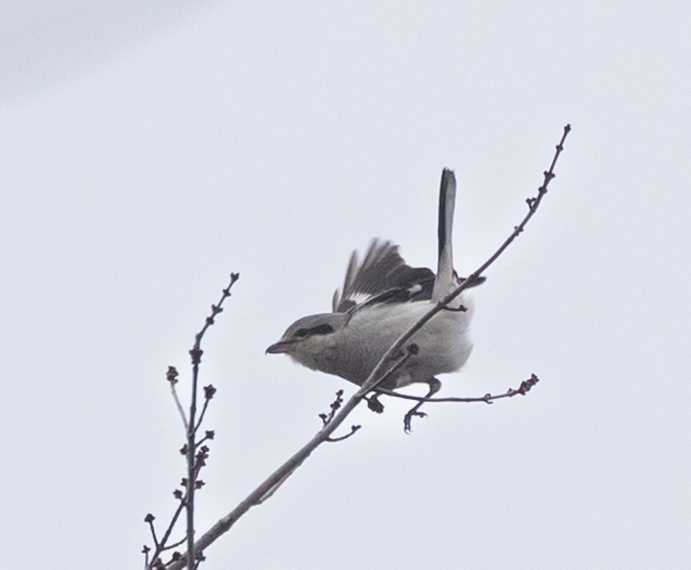 Northern Shrike - ML614494218