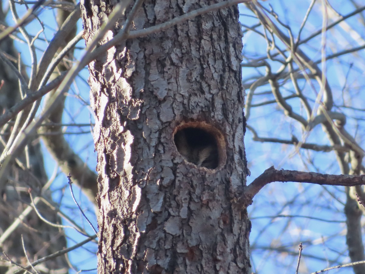 Eastern Screech-Owl - Sara Griesemer