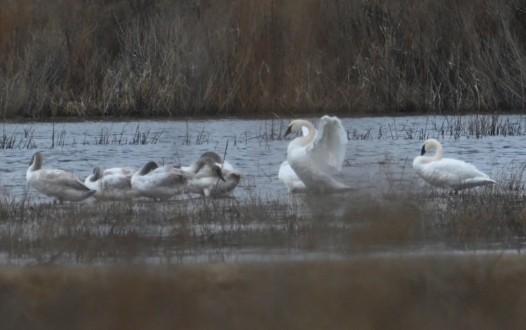 Cisne Trompetero - ML614494267