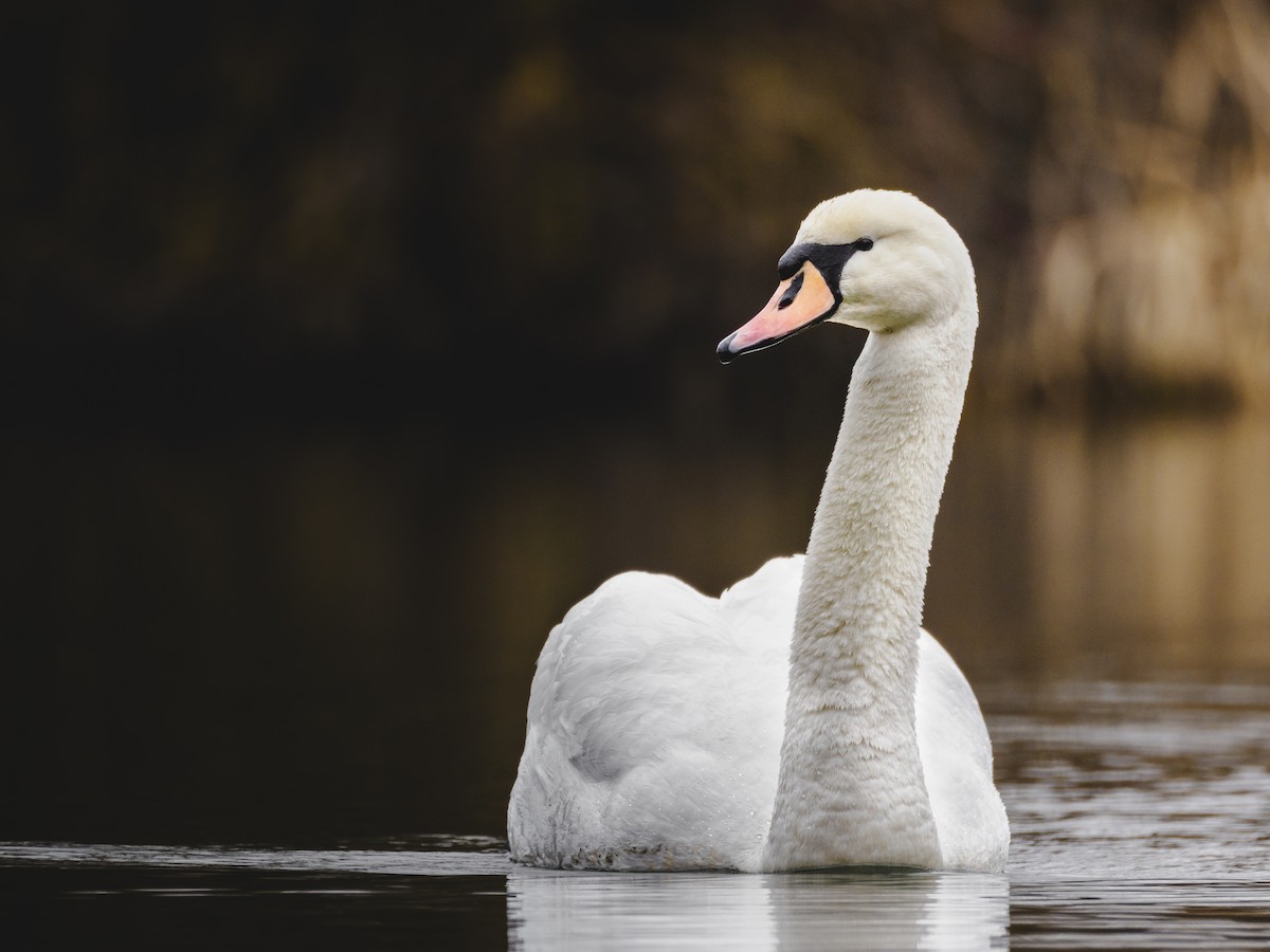 Mute Swan - ML614494301