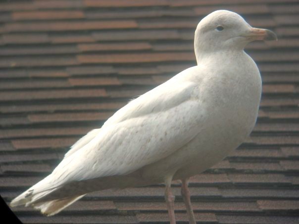 Glaucous Gull - ML614494345