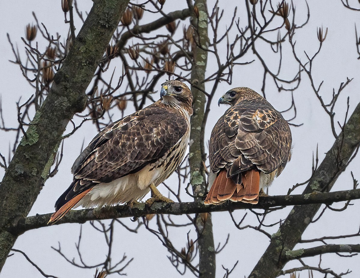 Red-tailed Hawk - ML614494367