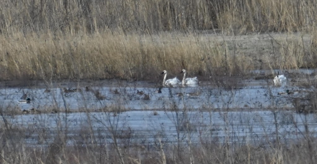 Cisne Trompetero - ML614494378