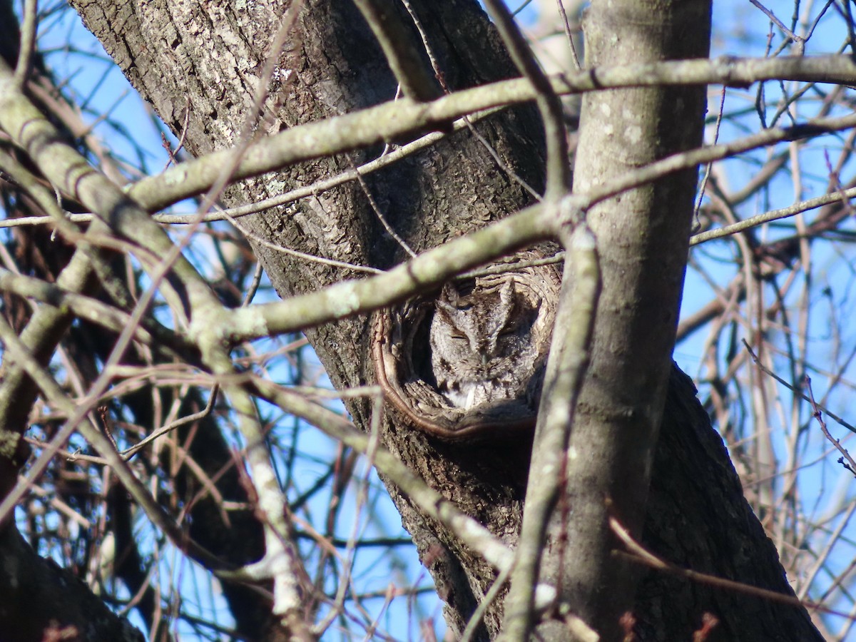 Eastern Screech-Owl - Sara Griesemer