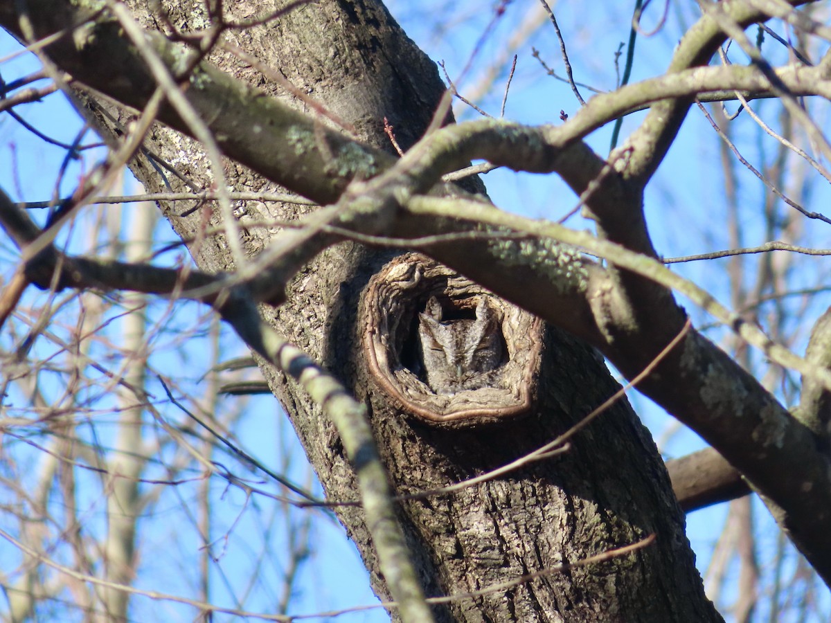 Eastern Screech-Owl - Sara Griesemer