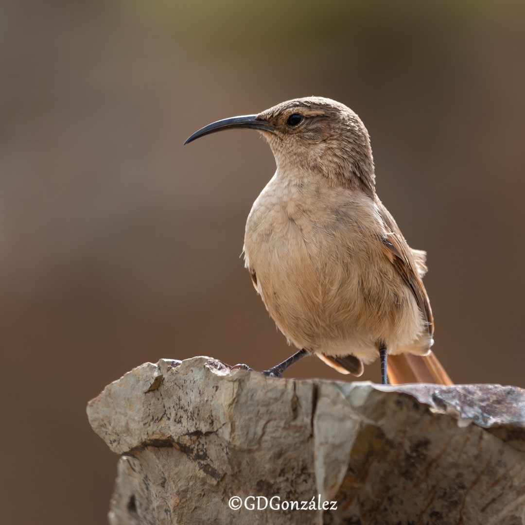 Buff-breasted Earthcreeper - ML614494430