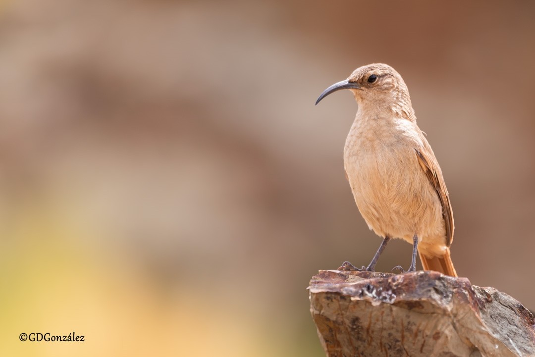 Buff-breasted Earthcreeper - ML614494431