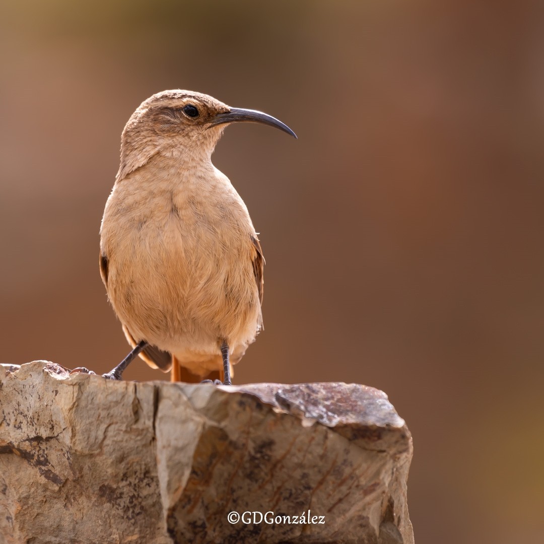 Buff-breasted Earthcreeper - ML614494433