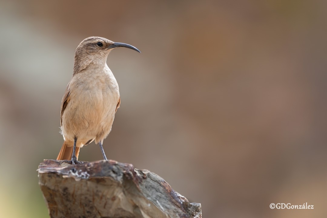 Buff-breasted Earthcreeper - ML614494435