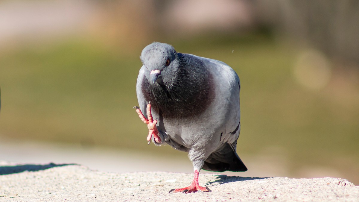 Rock Pigeon - ML614494457