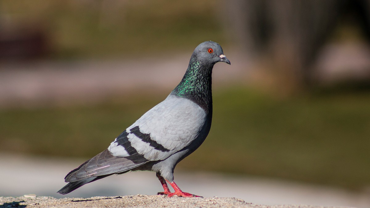 Rock Pigeon - ML614494458